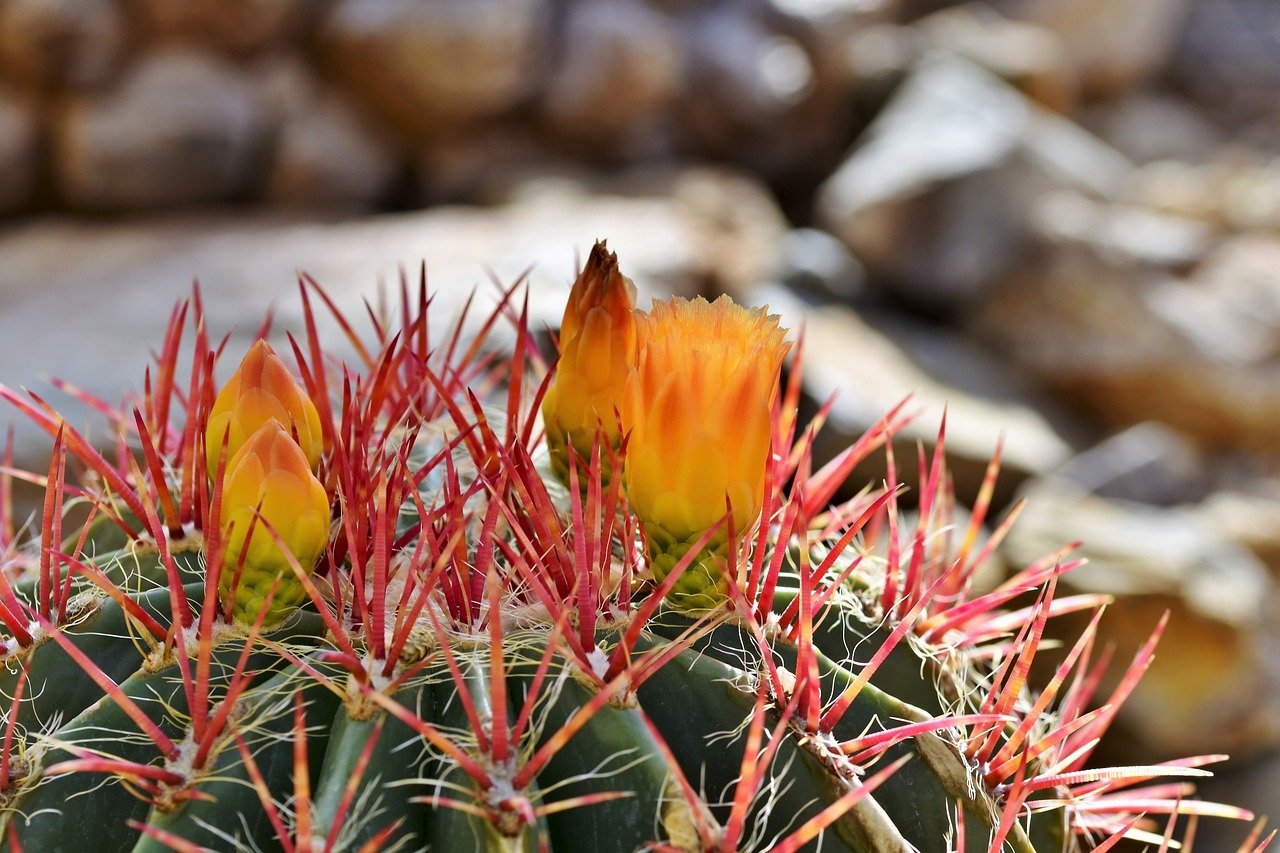 cactus, cactus flower, blossom-4427129.jpg